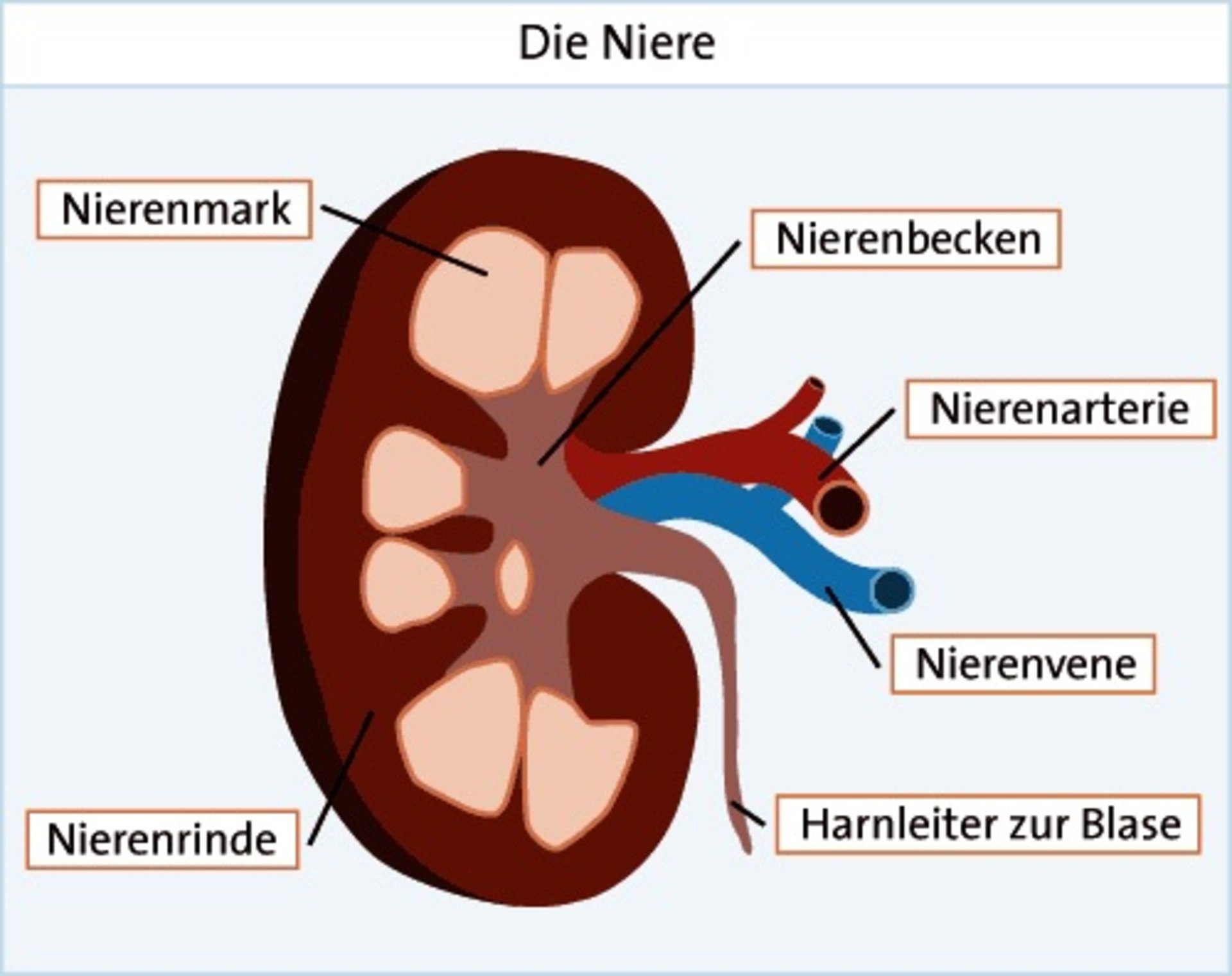 Grafik: Aufbau der Niere Grafik: Aufbau der Niere