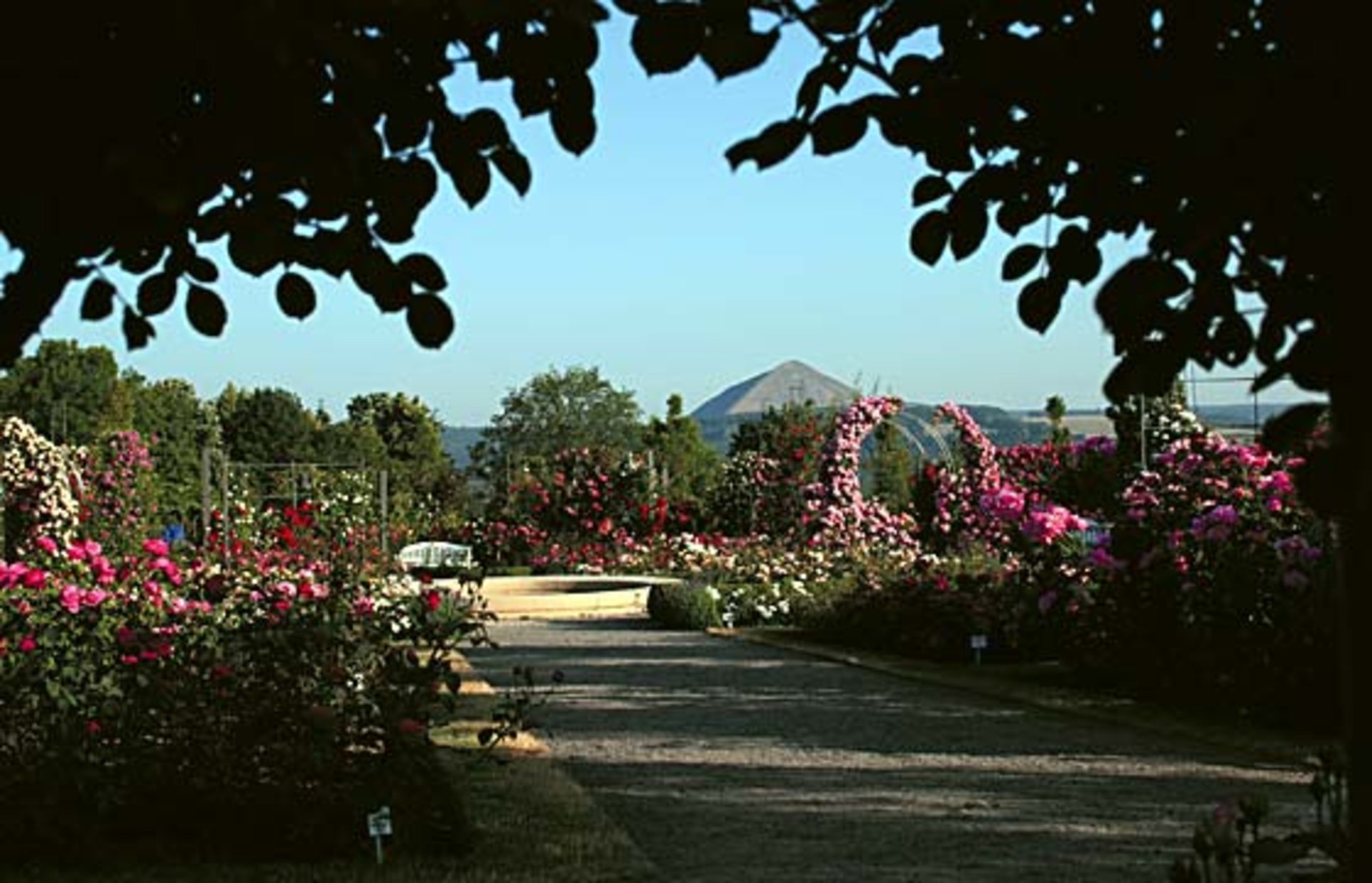 Foto: Sangerhausen Rosengarten