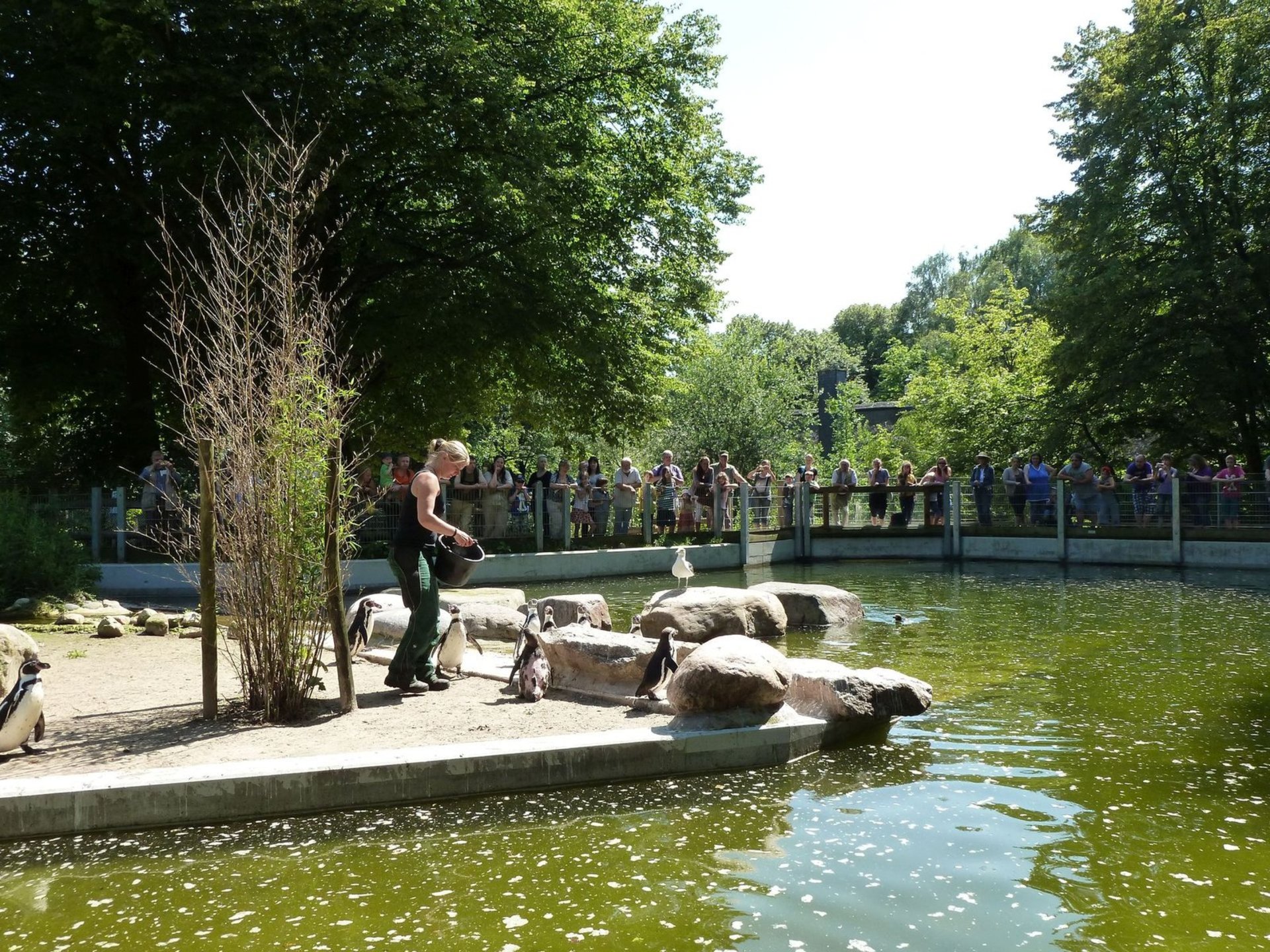 Foto: Pinguinfütterung im Tierpark Neumünster
