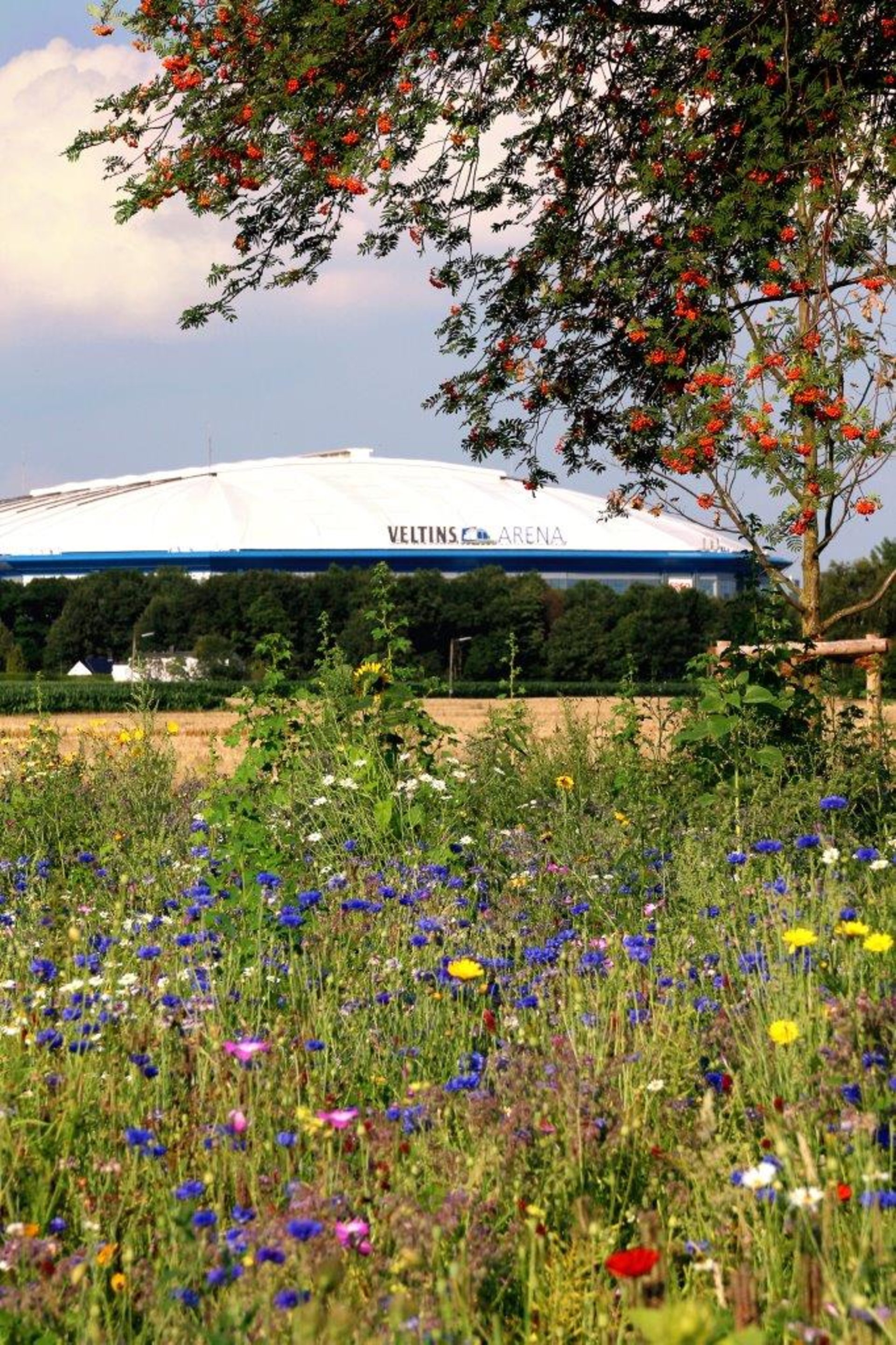 Foto: Veltins-Arena